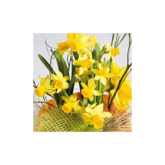 Servilleta Daffodil blossoms